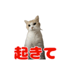 愛猫好好倶楽部（個別スタンプ：28）