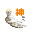 愛猫好好倶楽部（個別スタンプ：31）