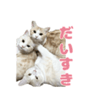 愛猫好好倶楽部（個別スタンプ：36）