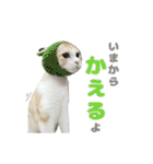 愛猫好好倶楽部（個別スタンプ：37）