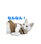 愛猫好好倶楽部（個別スタンプ：39）