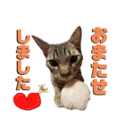 お酒とネコ好きな日常会話24冬の感じver.（個別スタンプ：21）