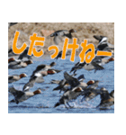 サロベツ原野の動物・野鳥たち（個別スタンプ：1）
