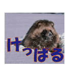 サロベツ原野の動物・野鳥たち（個別スタンプ：2）
