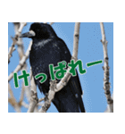 サロベツ原野の動物・野鳥たち（個別スタンプ：3）