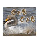 サロベツ原野の動物・野鳥たち（個別スタンプ：4）