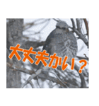 サロベツ原野の動物・野鳥たち（個別スタンプ：5）