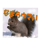 サロベツ原野の動物・野鳥たち（個別スタンプ：6）