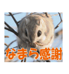 サロベツ原野の動物・野鳥たち（個別スタンプ：9）