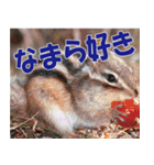 サロベツ原野の動物・野鳥たち（個別スタンプ：10）