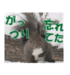 サロベツ原野の動物・野鳥たち（個別スタンプ：11）