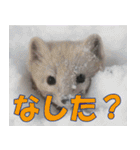サロベツ原野の動物・野鳥たち（個別スタンプ：12）