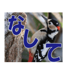 サロベツ原野の動物・野鳥たち（個別スタンプ：13）