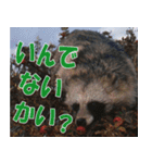 サロベツ原野の動物・野鳥たち（個別スタンプ：14）