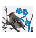 サロベツ原野の動物・野鳥たち（個別スタンプ：15）