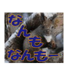サロベツ原野の動物・野鳥たち（個別スタンプ：16）