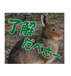 サロベツ原野の動物・野鳥たち（個別スタンプ：17）