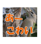 サロベツ原野の動物・野鳥たち（個別スタンプ：19）