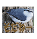 サロベツ原野の動物・野鳥たち（個別スタンプ：20）