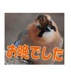 サロベツ原野の動物・野鳥たち（個別スタンプ：23）