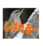 サロベツ原野の動物・野鳥たち（個別スタンプ：24）