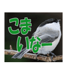 サロベツ原野の動物・野鳥たち（個別スタンプ：25）