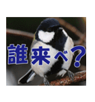 サロベツ原野の動物・野鳥たち（個別スタンプ：26）