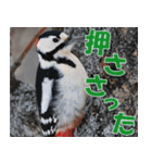 サロベツ原野の動物・野鳥たち（個別スタンプ：28）