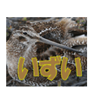 サロベツ原野の動物・野鳥たち（個別スタンプ：30）