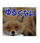 サロベツ原野の動物・野鳥たち（個別スタンプ：31）