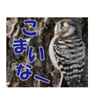 サロベツ原野の動物・野鳥たち（個別スタンプ：32）
