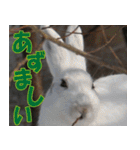 サロベツ原野の動物・野鳥たち（個別スタンプ：33）