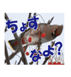 サロベツ原野の動物・野鳥たち（個別スタンプ：34）
