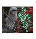 サロベツ原野の動物・野鳥たち（個別スタンプ：35）