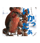 サロベツ原野の動物・野鳥たち（個別スタンプ：36）