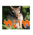サロベツ原野の動物・野鳥たち（個別スタンプ：37）
