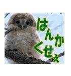 サロベツ原野の動物・野鳥たち（個別スタンプ：39）