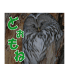 サロベツ原野の動物・野鳥たち（個別スタンプ：40）
