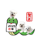 2025年巳年のご挨拶♪withマルチーズ（個別スタンプ：1）