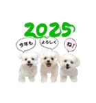 2025年巳年のご挨拶♪withマルチーズ（個別スタンプ：4）