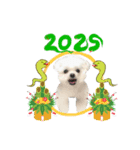 2025年巳年のご挨拶♪withマルチーズ（個別スタンプ：5）