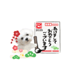 2025年巳年のご挨拶♪withマルチーズ（個別スタンプ：7）