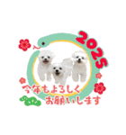 2025年巳年のご挨拶♪withマルチーズ（個別スタンプ：8）