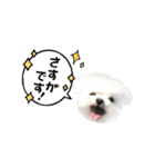 2025年巳年のご挨拶♪withマルチーズ（個別スタンプ：18）
