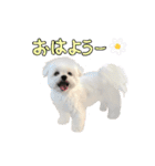 2025年巳年のご挨拶♪withマルチーズ（個別スタンプ：20）