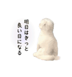 2025年巳年のご挨拶♪withマルチーズ（個別スタンプ：23）