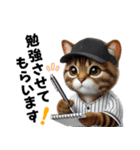 【敬語】リアル野球猫（個別スタンプ：34）