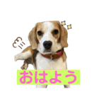 鬼カワダックスココちゃんと愉快な仲間達1（個別スタンプ：1）