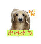 鬼カワダックスココちゃんと愉快な仲間達1（個別スタンプ：2）