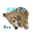 鬼カワダックスココちゃんと愉快な仲間達1（個別スタンプ：5）